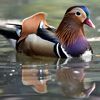New Video Shows Mandarin Duck Enjoying Private Downtime In Hudson River